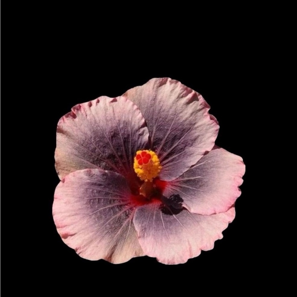 Meet your Posher, Kimmy